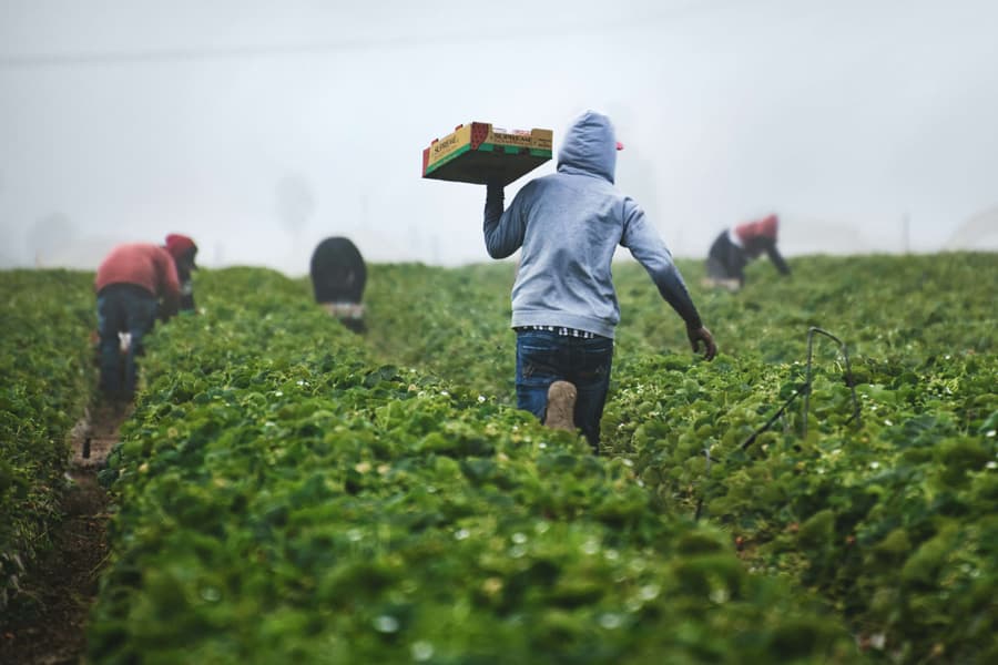 Agriculture